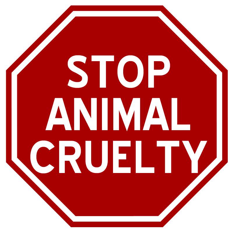 How to Report Animal Abuse or Maltreatment?