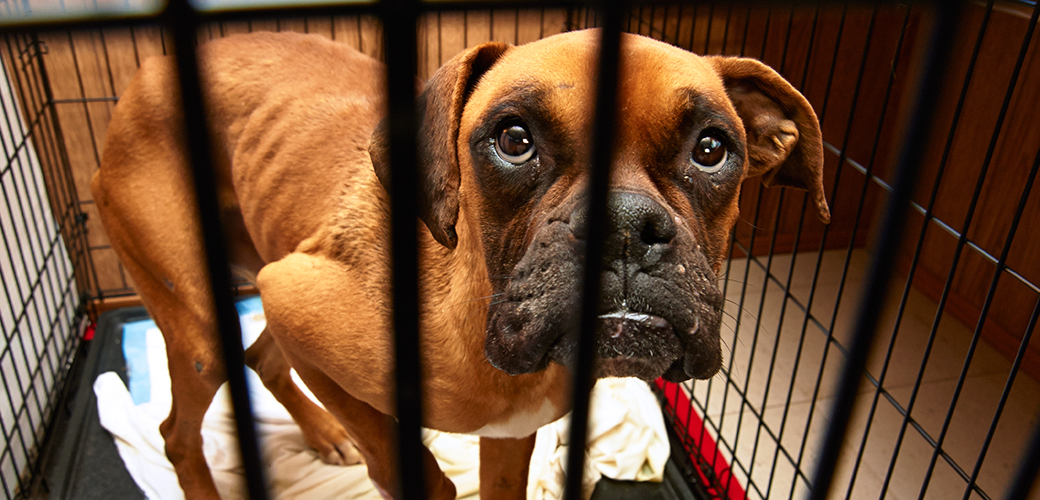 Signs in Abused and Maltreated Animals