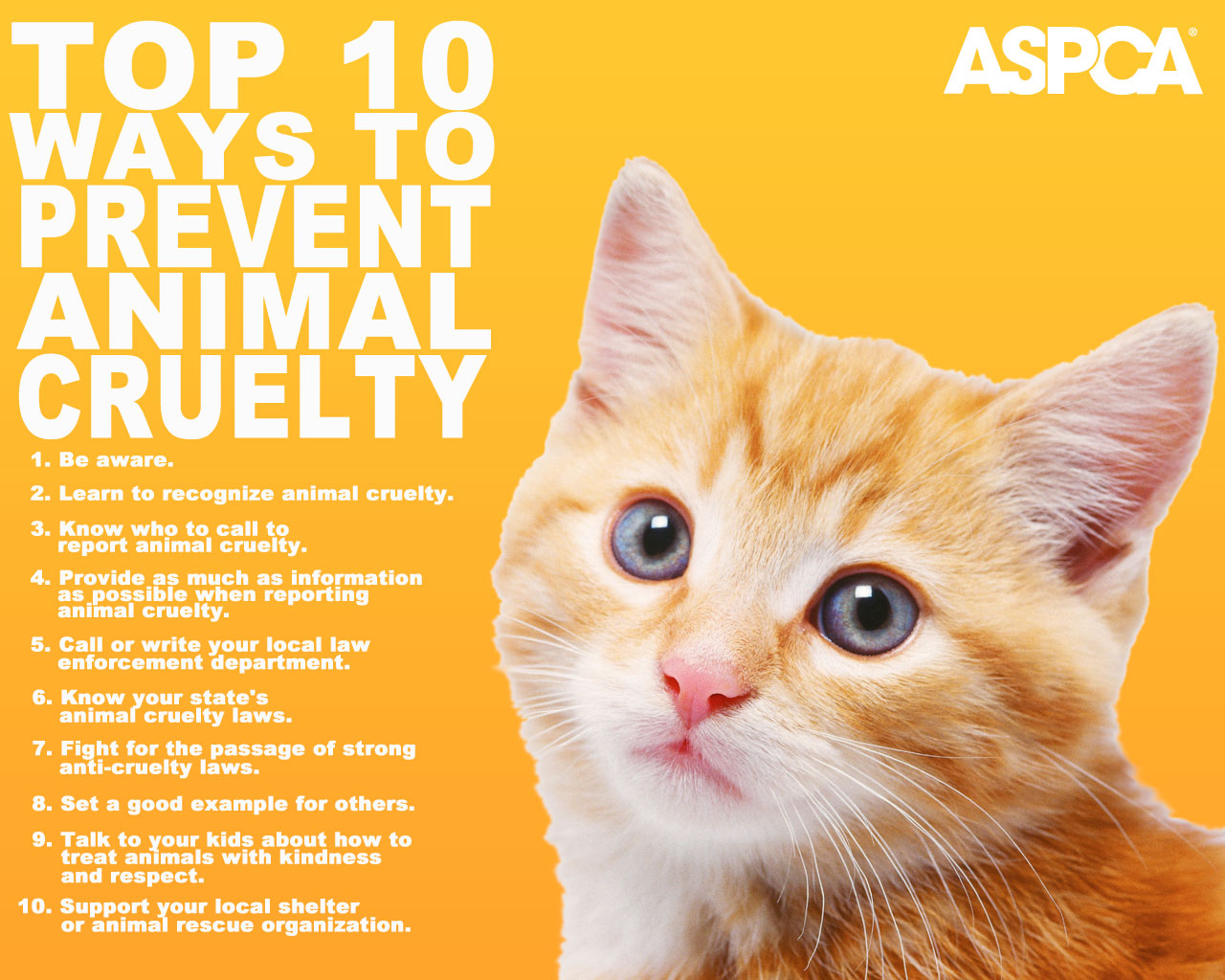 What to Do if You Suspect an Animal is Being Abused?